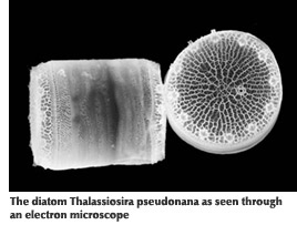 Photo of the diatom Thalassiosira psedonana taken by an electron microscope