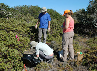 Photo of Tom Parker and two members of his research team laying out trays of fruit on the ground that will attract rodents in the forest at Fort Ord Natural Reserve in Santa Cruz. 