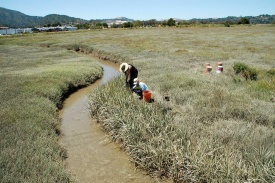 A photo of two students in a muddy salt marsh tending to an experiment