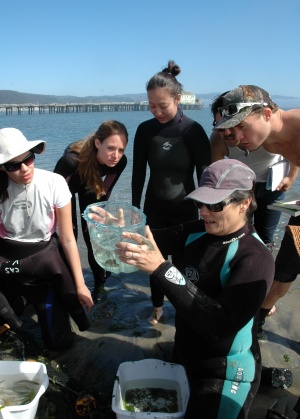 Photo of Karen Crow and a group of students on the beach, holding a clear plastic tub containing small fish