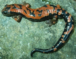 Photo of Bolitoglossa lincolni, an orange and black salamander species from San Marcos, Guatemala found to harbor the pathogenic 