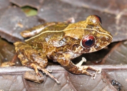 Photo of Pristimantis cruentus, a frog species that can still be found in Costa Rica, where many other species have declined.