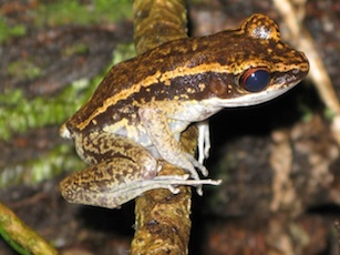 Photo of a frog from the Rana similis species in the Philippines.