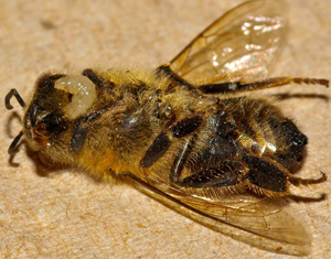 Fly larvae emerge from a bee after being deposited in the bee's abdomen several days earlier.