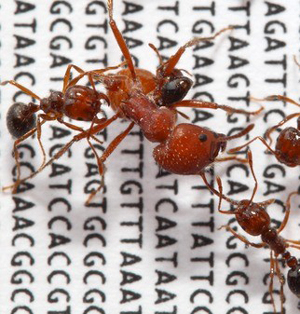 Photo of brown colored fire ants fighting off an ant from a larger species (the rough harvester ant), set against a backdrop of the letters that make up the genetic code of the fire ant genome.