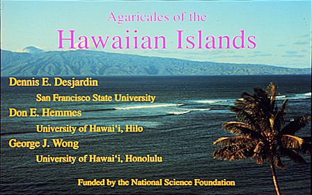 Agaricales of the Hawaiian Island website banner