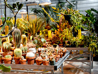 Photo of the greenhouse's arid room containing cacti