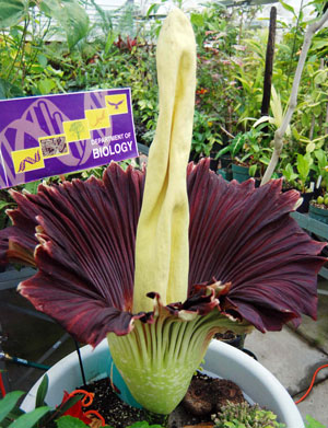 Photograph of the corpse flower in SF State greenhouse