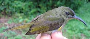 Photo of an olive sunbird, a tropical rainforest bird that SF State scientists studied in order to map malaria in Africa.