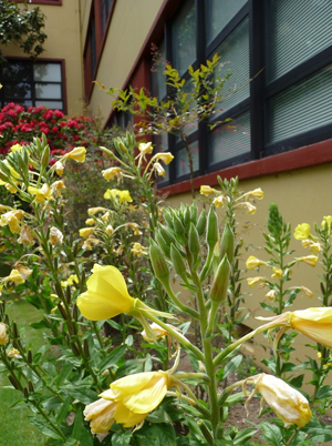 A photo of hooker's evening primrose on the SF State campus.