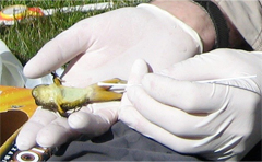 Photo of gloved hands holding a mountain yellow-legged frog and swabbing it's body with a cotton swab. 