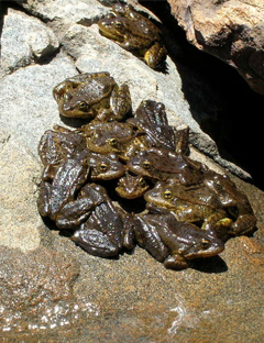 Photo of about a dozen mountain yellow-legged frogs huddling in a pile. 