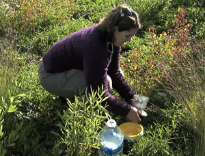 Photo of student Jessica Van Den Berg collecting insects from a trap on the California Academy of Sciences' Living Roof. 