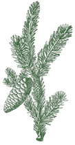 Image of a fern branch and pinecomb