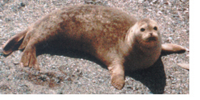 Photo of harbor seal