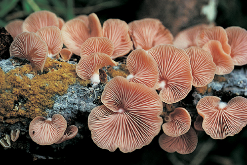 Photo of salmon gilled agiracales (mushrooms)