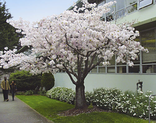 Photo of a tree in bloom near the HSS building