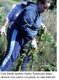 Photo of a Care Break student removing non-native ice plants near Lake Merced