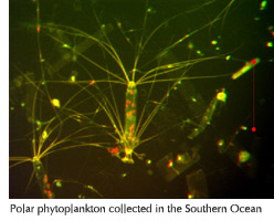 Photo of polar phytoplankton collected in the Southern Ocean
