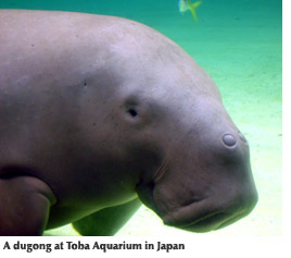 Photo of a dugong at the Toba Aquarium in Japan