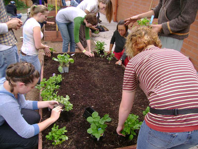 A photo of students from San Francisco State University working in a garden. 