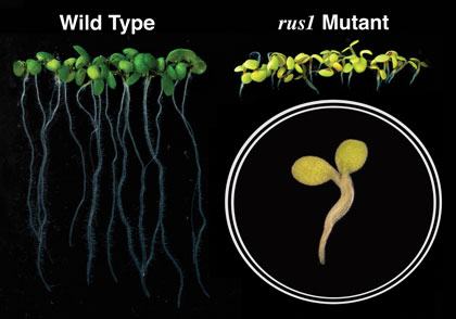 Two photographs of an early Arabidopsis early seedling. One (left) shows a normally developing plant, the other (right) shows the same plant with a mutated Rus1 gene which shows stunted growth.