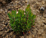 Photo of a tight-knit cluster of 20-25 Manzanita seedlings that are thought to have emerged from a rodent cache.