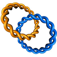 Photo of two interlinked circles, which represent two circular DNA molecules that have become interlinked after DNA replication. 