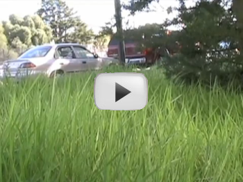 A photo of a lawn growing unfettered. Link leads to relevant Youtube video