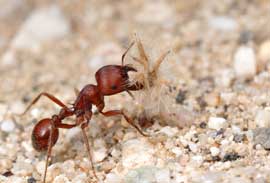 photo of a red harvester ant carrying a seed in its mouth