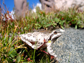 Photo of a Pacific chorus frog – a small, brown frog among grass in Sixty Lakes Basin.