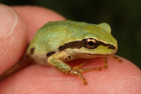 Photo of a Pacific chorus frog -- a small, bright green frog on a human hand.