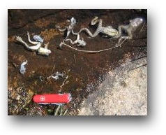 A photo of dead southern mountain yellow-legged frogs (Rana muscosa) killed by the chytrid fungus.