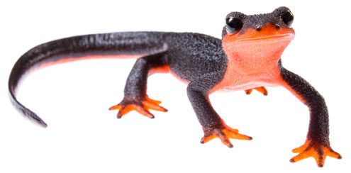 Picture of Salamander