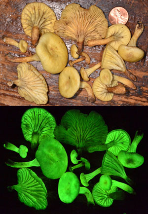 Day and night photos of Neonothopanus gardneri mushrooms that glow continuously.