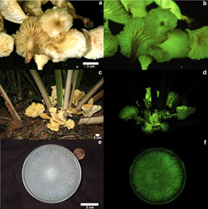 Day and night photos of Neonothopanus gardneri mushrooms and spore in a petri dish, demonstrating that they glow continuously.