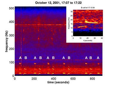 A Spectrogram showing a visual representation of blue whale calls plotted on a graph