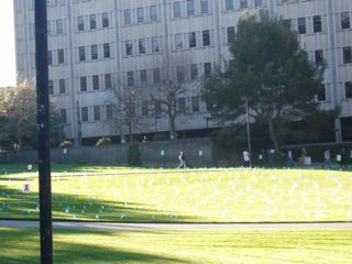 View of flags on the lawn in front of the library
