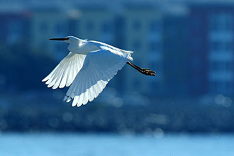 The usually bright yellow legs of a snowy egret are covered in oil