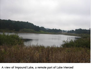 Photo of Impound Lake in a remote part of Lake Merced