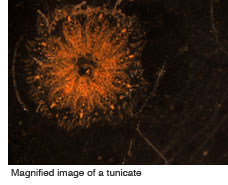 Magnified image of a tunicate