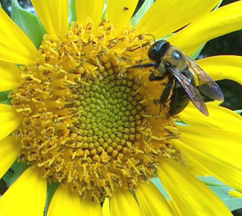 A color photo of a bee pollinating a yellow sunflower.