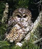 Photo of spotted owl in old growth forest habitat.