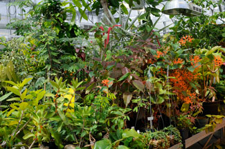 Photo of interior of the greenhouse's tropical rainforest room
