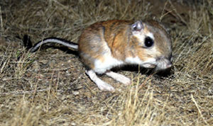 Photo of a Kangaroo Rat in the wild.