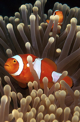 Photograph of an orange and white, striped clownfish swimming among the tentacles of a sea anemone.