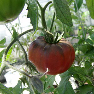 Photo of a reddish-purple tomato, grown by Professor Zheng-Hui He as part of his biology research.