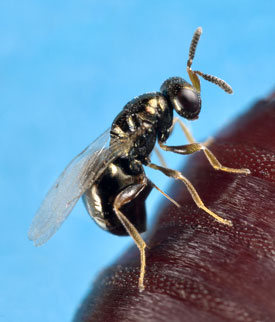 Photo of a wasp from the Nasonia genus stinging a fly pupal host and laying eggs within it.