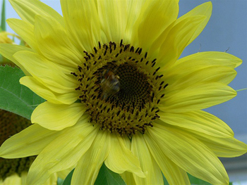 A photo of the Lemon Queen sunflower.