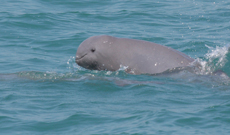 Photo of an Irrawaddy dolphin, which has a blunt, rounded nose 